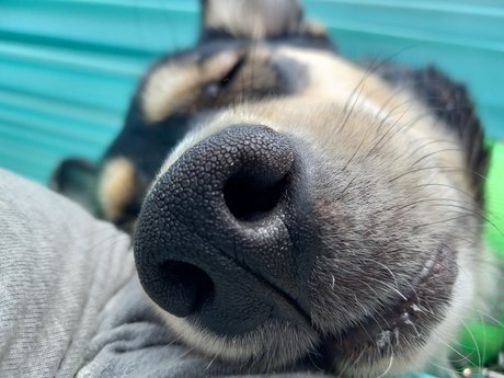 Sydney Schaub haut de star du porno collection