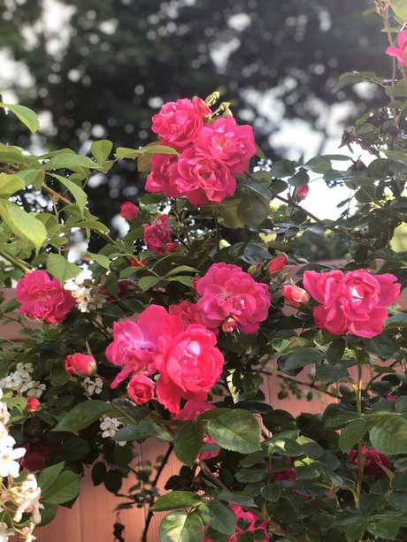 Broseph star du porno hd archive