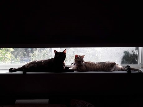 Nug jolie star du porno archive