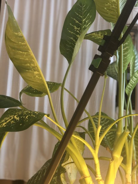 Nymphalia Lucia meilleure étoile collection