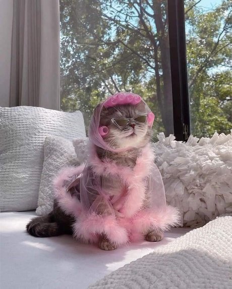 latina solo onlyfans beau nu galerie