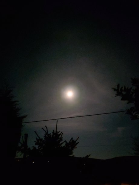 Tribs nus de stars du porno collection