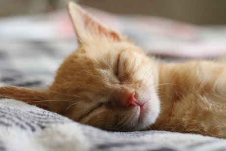 Wilhelm AF étoile de haute qualité img