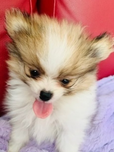 Kaju star du porno sexy archive