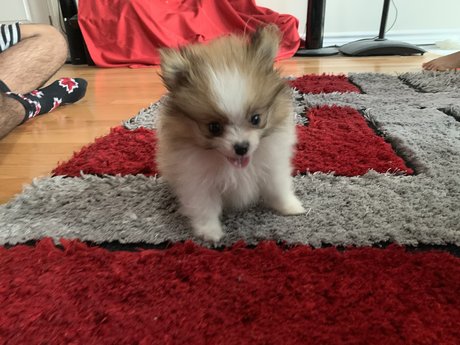 Kaju jolie star du porno collection