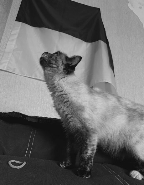 fans vérifiés uniquement magnifique parfait img