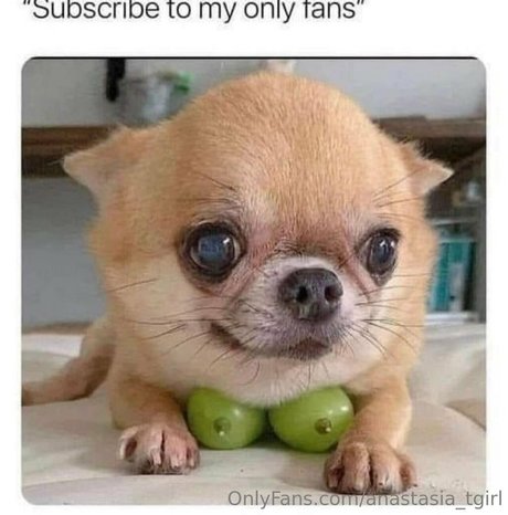 anastasia tgirl nus de stars du porno img