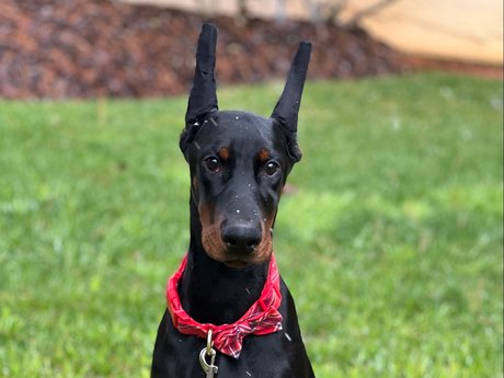 Knox amp ampBear jolie star du porno archive