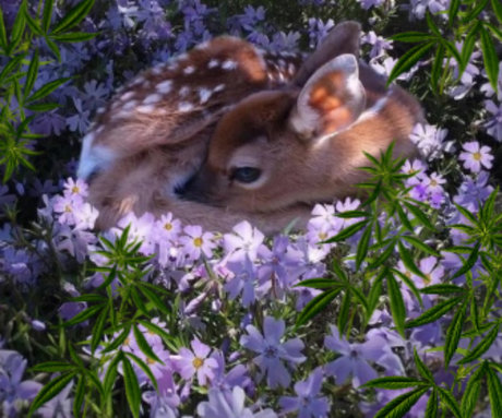 Bambi Chiefs star du porno sympa photos