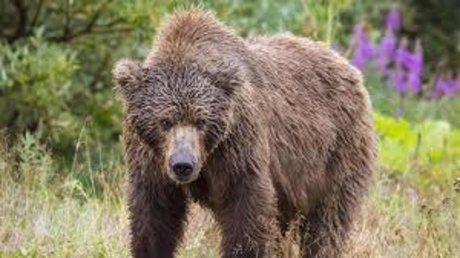 Yung Bear étoile magnifique images