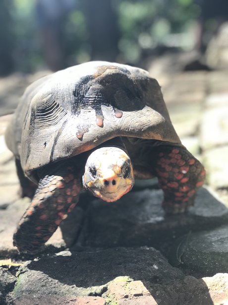 Jon Jinx actrice pornographique photos