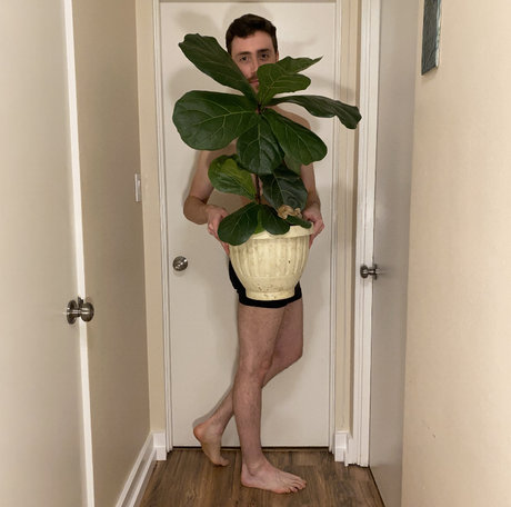 Fiig étoile magnifique image