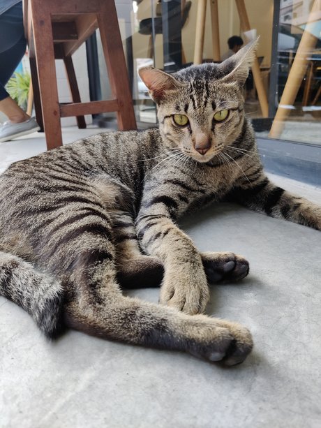 Manussapohn Mook star du porno belle galerie