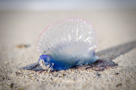 Greg Larro Photography modèle meilleur galerie