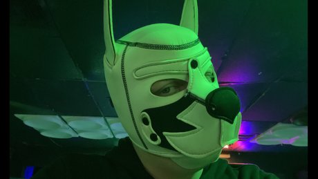 Pup Dax modèle adulte photo