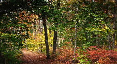 zachhh haut modèle collection