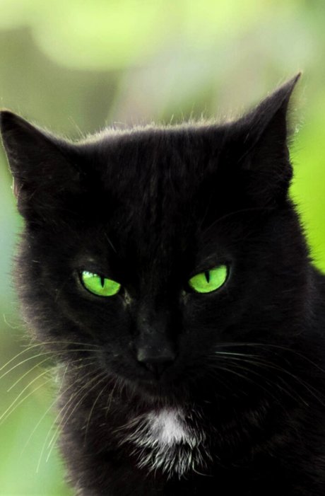 Summer Cat xxx étoile photos