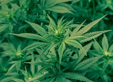 Whole Lotta Babee haut étoile galeries