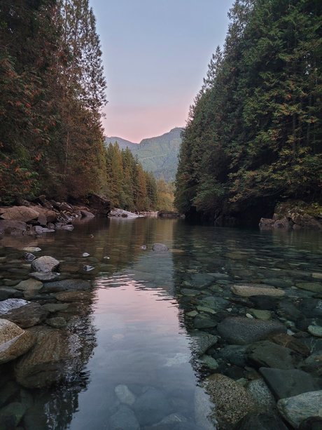 Purplefirefly étoile galeries