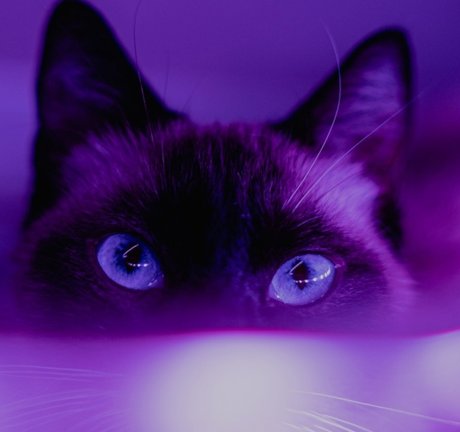 Mz Stevie star du porno galerie