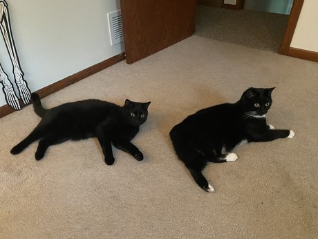 SpookyKittyGuyXXX modèle exclusif photo