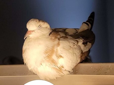 OnlyCoos modèle de haute qualité photos