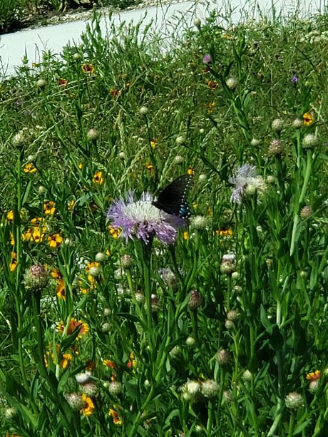 Jo Brite étoile chaude photos