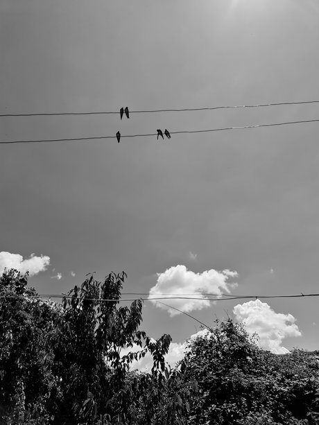 Shrek haut étoile des photos