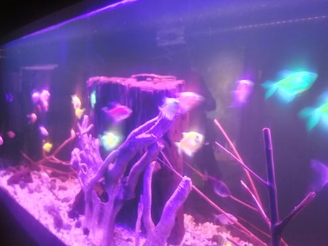 wala creative sexe star du porno galeries