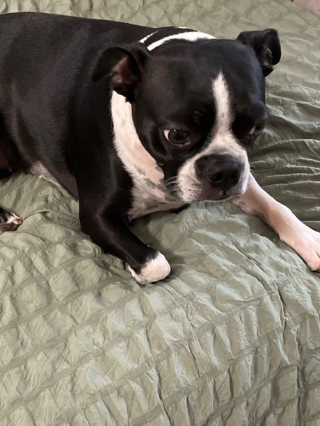 fans de gros seins asiatiques uniquement belle définition image