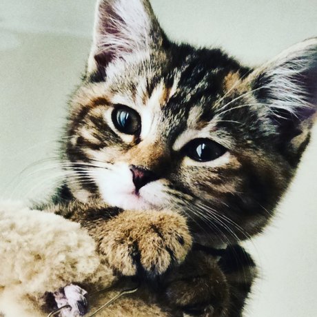 MewPaul modèle gratuit galerie