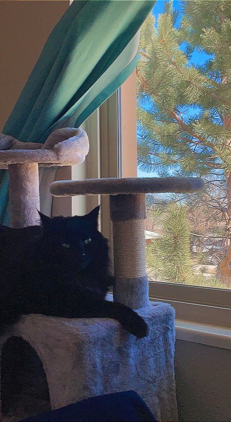 phthalo star du porno nue archive