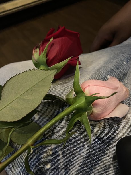 Blueyedcrush étoile adulte photo