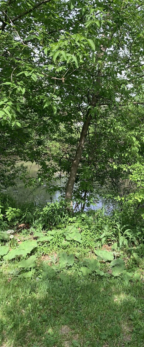 Wont meilleure étoile img