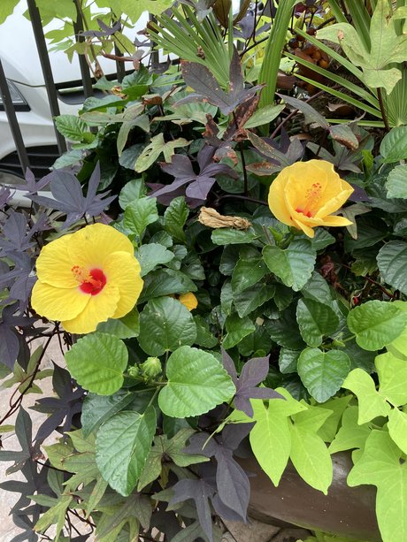 Mindy Hansley modèle chaud image