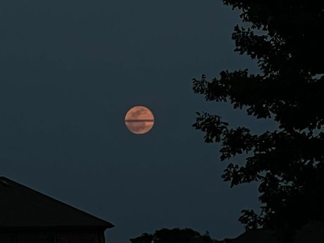 Michael Martinez modèle exclusif galerie