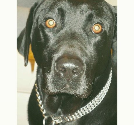 chaton courbé onlyfans chaud sympa images