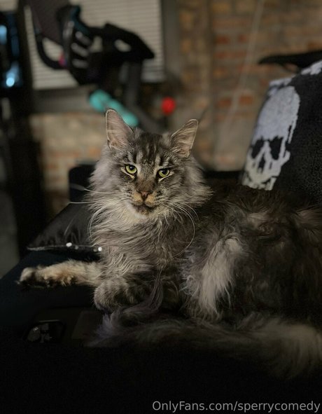 sperry69 jolie étoile galeries