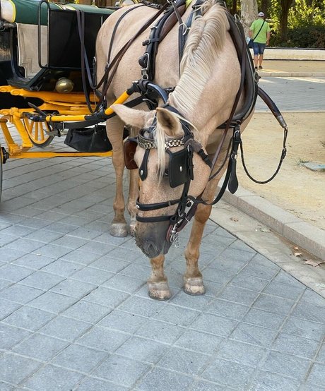 Mariana De Sousa jolie star du porno archive