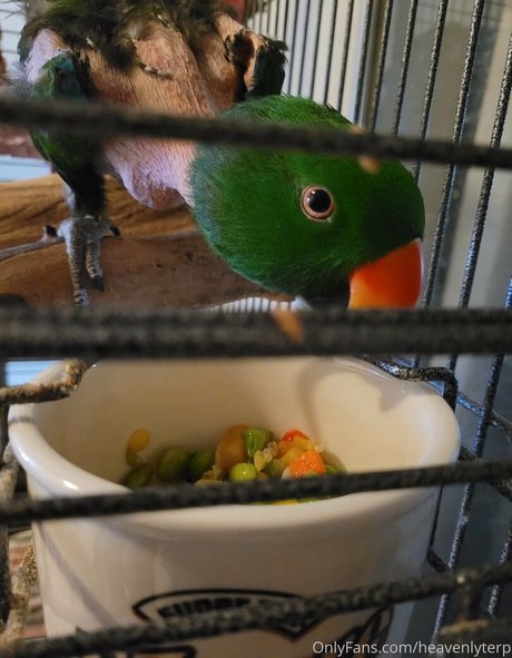 heavenlyterp art de star du porno archive