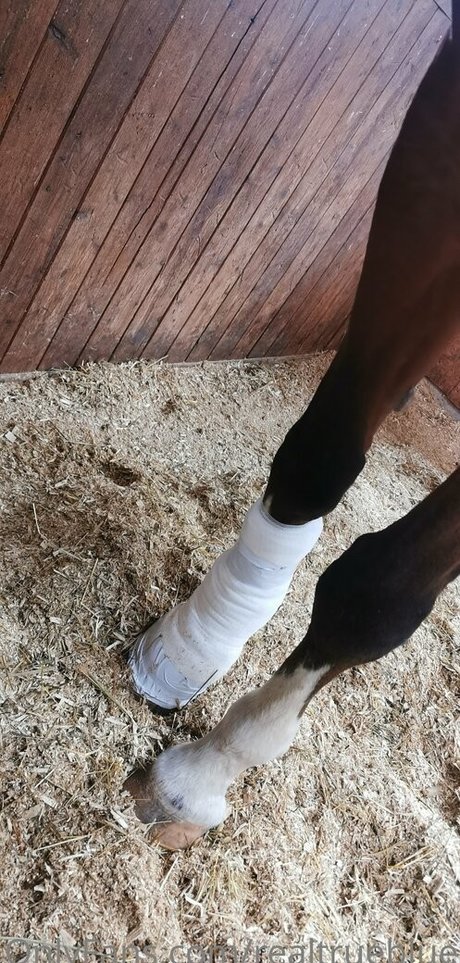 truestellablue étoile galeries