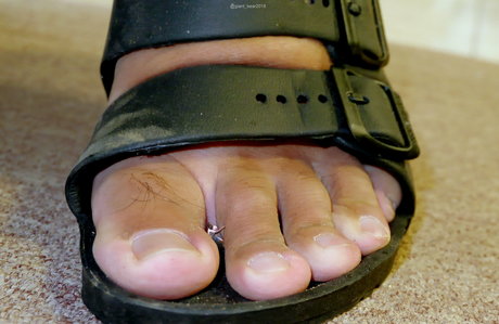 wild boar giant étoile magnifique collection