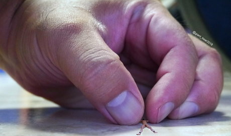 wild boar giant modèle meilleur img