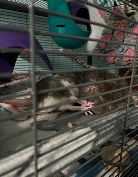 fans de star teen uniquement qualité supérieure photos