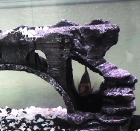 Tiffany Tyler haut de star du porno image