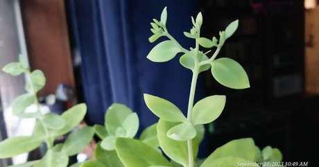 ppv uniquement pour les fans parfait sympa collection