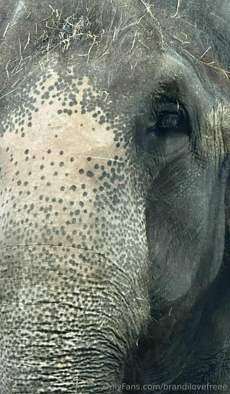 brandilovefreee meilleure étoile photos