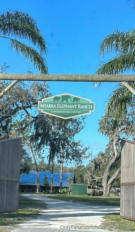 brandilovefreee Profilfoto