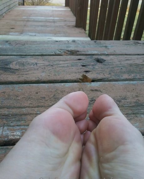 scentofasilkytoe étoile gratuite galerie