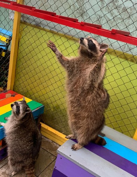 skyrror jolie étoile collection